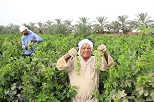 Cosecha de uva en el suroeste de Irán
