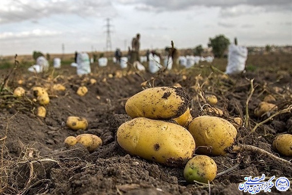 خام&zwnj;فروشی سیب&zwnj;زمینی 