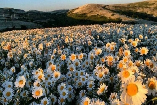 جشنواره بابونه ها جشنواره بابونه ها