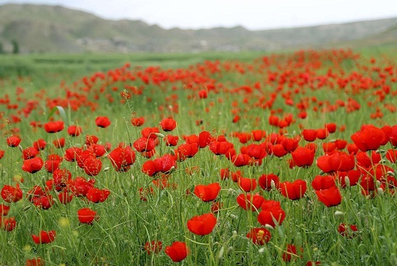 غلامرضا فقیهی جانباز شیمیایی به دیار باقی شتافت