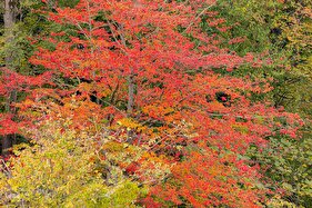 طبیعت پائیزی جنگل دالخانی