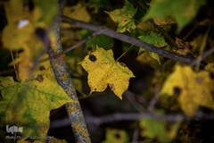 طبیعت پاییزی روستای خشه حیران نمین - اردبیل
