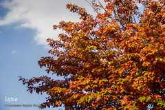 طبیعت پاییزی روستای خشه حیران نمین - اردبیل
