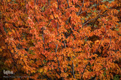 طبیعت پاییزی روستای خشه حیران نمین - اردبیل

