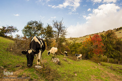 طبیعت پاییزی روستای خشه حیران نمین - اردبیل
