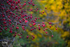 طبیعت پاییزی روستای خشه حیران نمین - اردبیل
