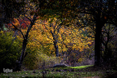 طبیعت پاییزی روستای خشه حیران نمین - اردبیل
