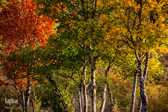 طبیعت پاییزی روستای خشه حیران نمین - اردبیل
