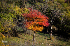 طبیعت پاییزی روستای خشه حیران نمین - اردبیل
