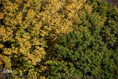 طبیعت پاییزی روستای خشه حیران نمین - اردبیل
