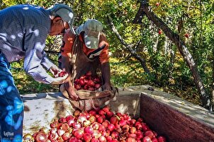 Galerya ng Larawan: Panahon ng Pag-aani ng Granada sa Shiraz