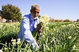 Pag-aani ng mga Daffodil sa Timog Iran