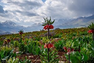 Sa mga Larawan: Kagandahan ng Korona Imperyal na Kapatagan sa Kanlurang Iran