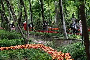 Makukulay na Pamumulaklak sa mga Larawan: Tuwang-tuwa ang mga Turista sa Hardin ng Tulip sa Tehran