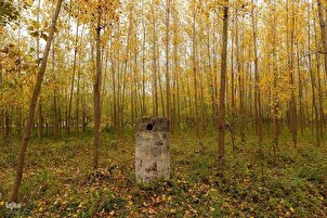 Larawan-Video
Kalikasang Taglagas sa mga Kagubatan ng Hilagang Iran