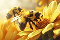 Toplu arı ölümleri ekosistemi bozuyor